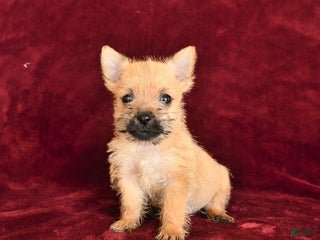 Cairn Terrier dogs Sadie - Ad 11