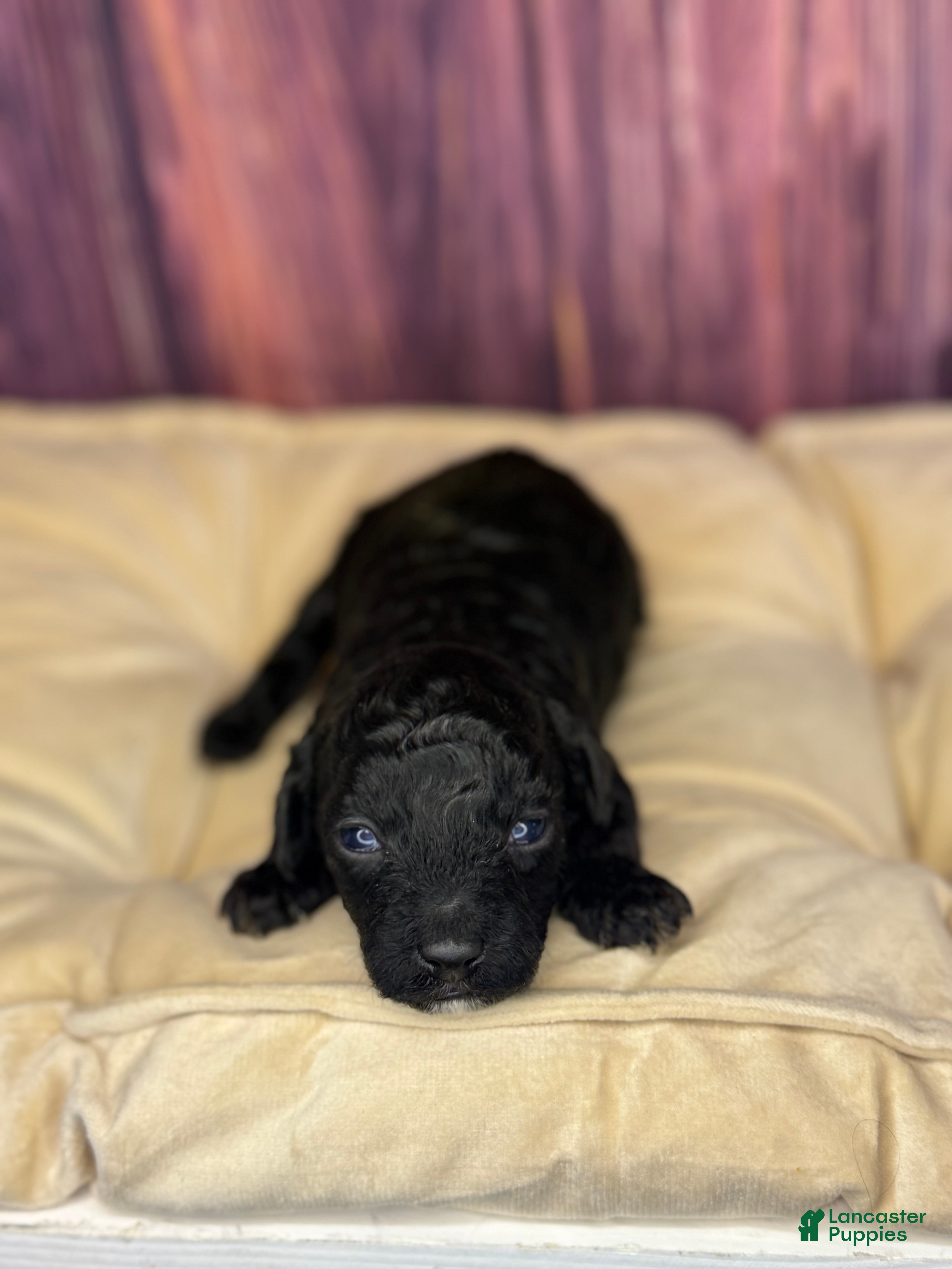 Miniature Poodle dogs Connie - Ad 21