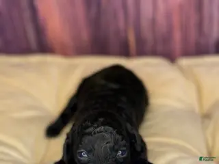 Miniature Poodle dogs Connie - Ad 21