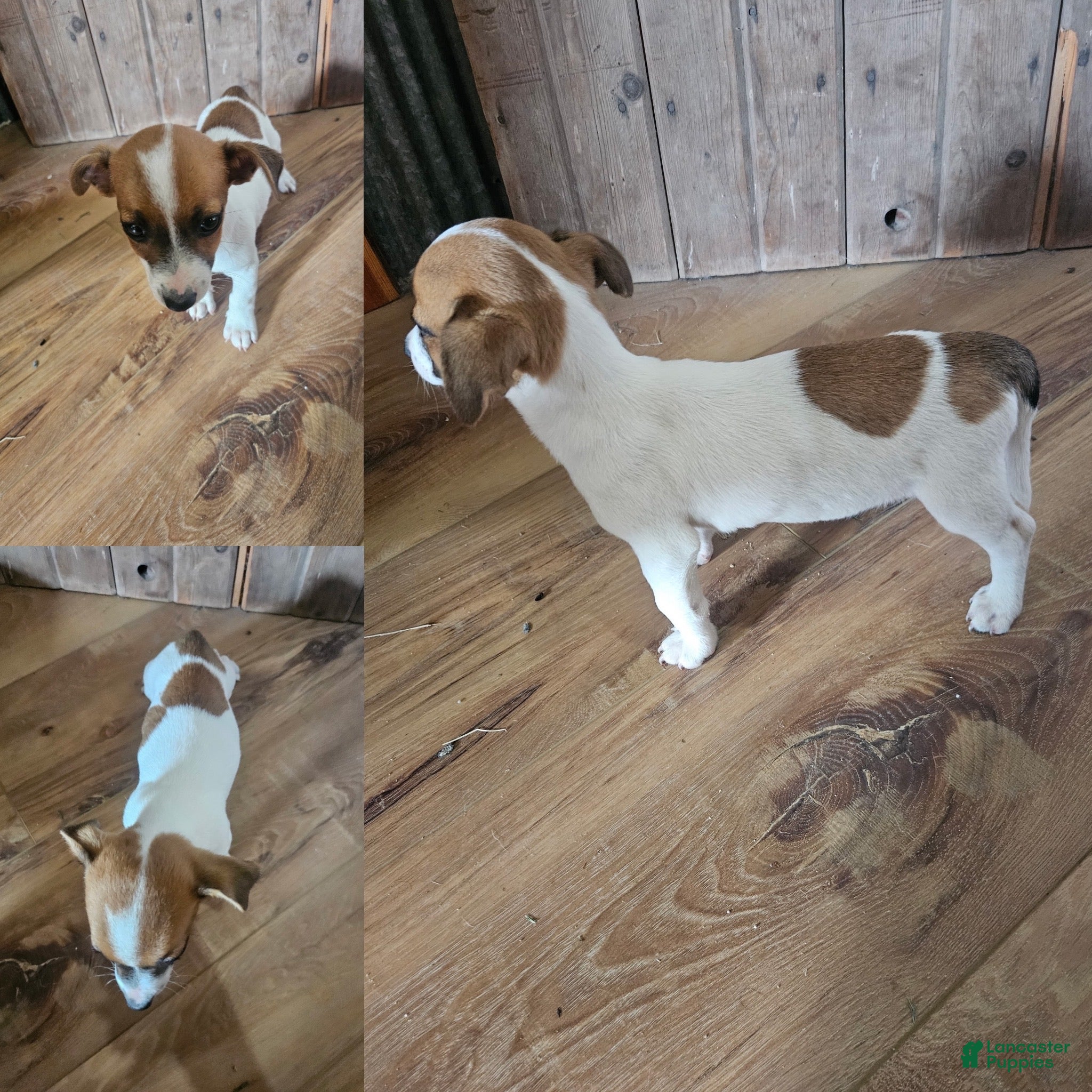Jack Russell Terrier dogs Jack Russell Terrier 2 - Ad 31