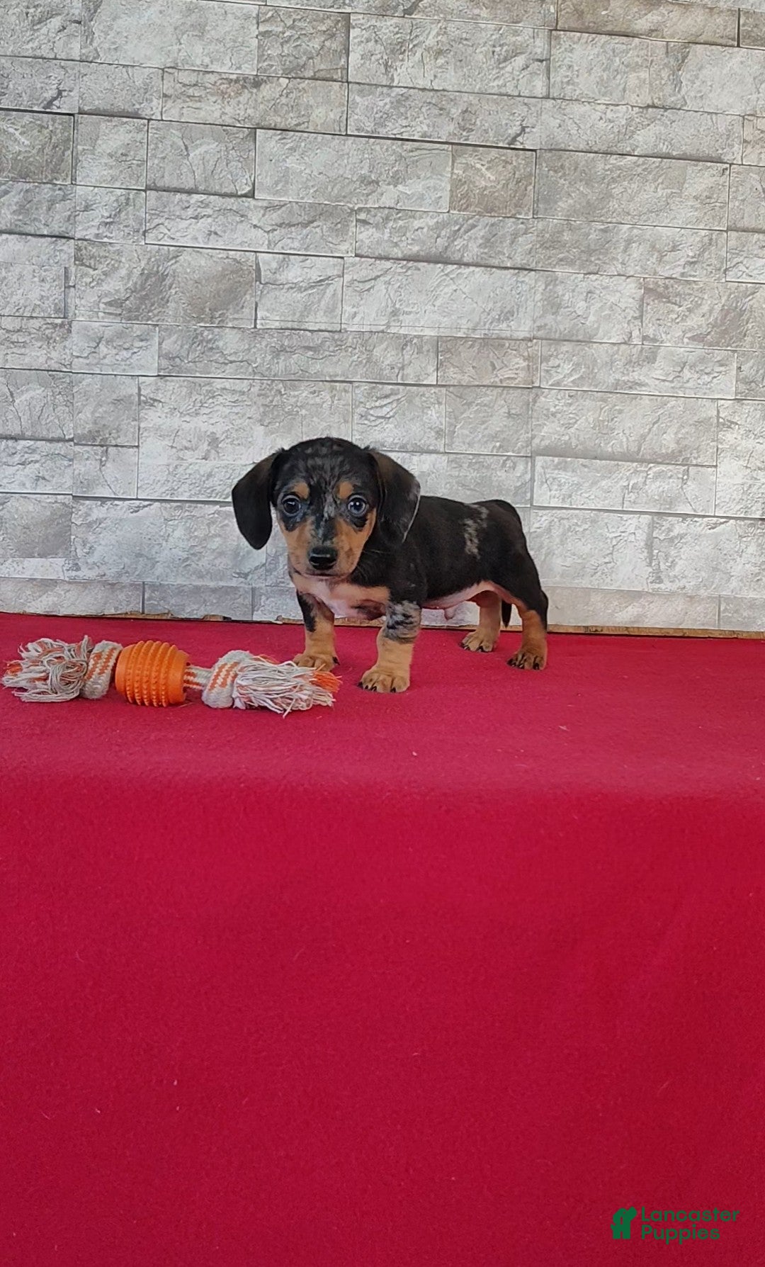 Miniature Dachshund dogs Teddy - Ad 2