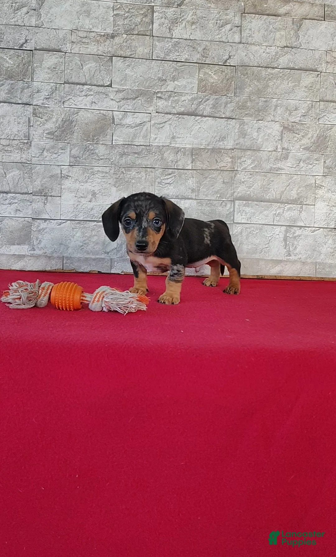 Miniature Dachshund dogs for sale: Teddy - Ad 2