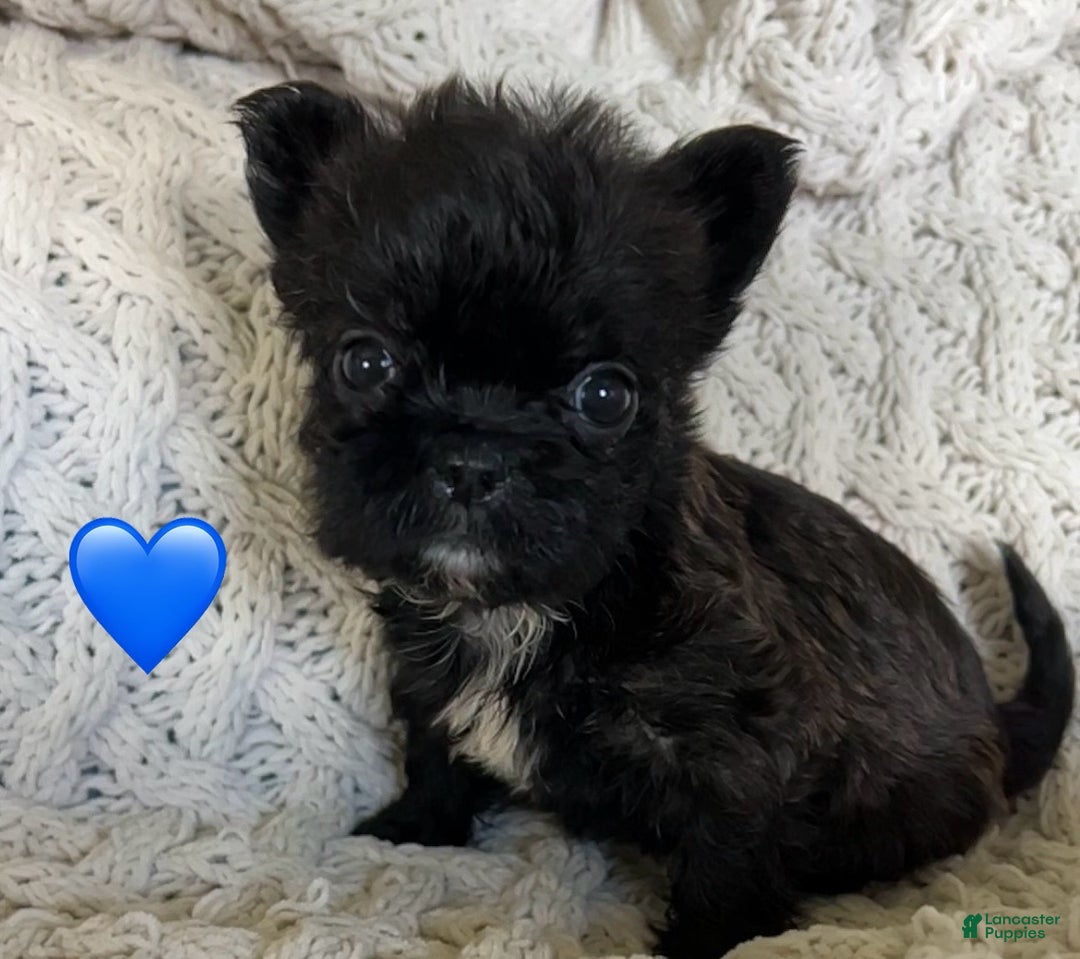 Shih Tzu Cross Breed French Bulldog French Bulldog/shih Tzu #1 For