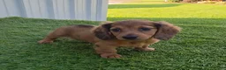 Miniature Dachshund dogs for sale: Angie - Ad 8
