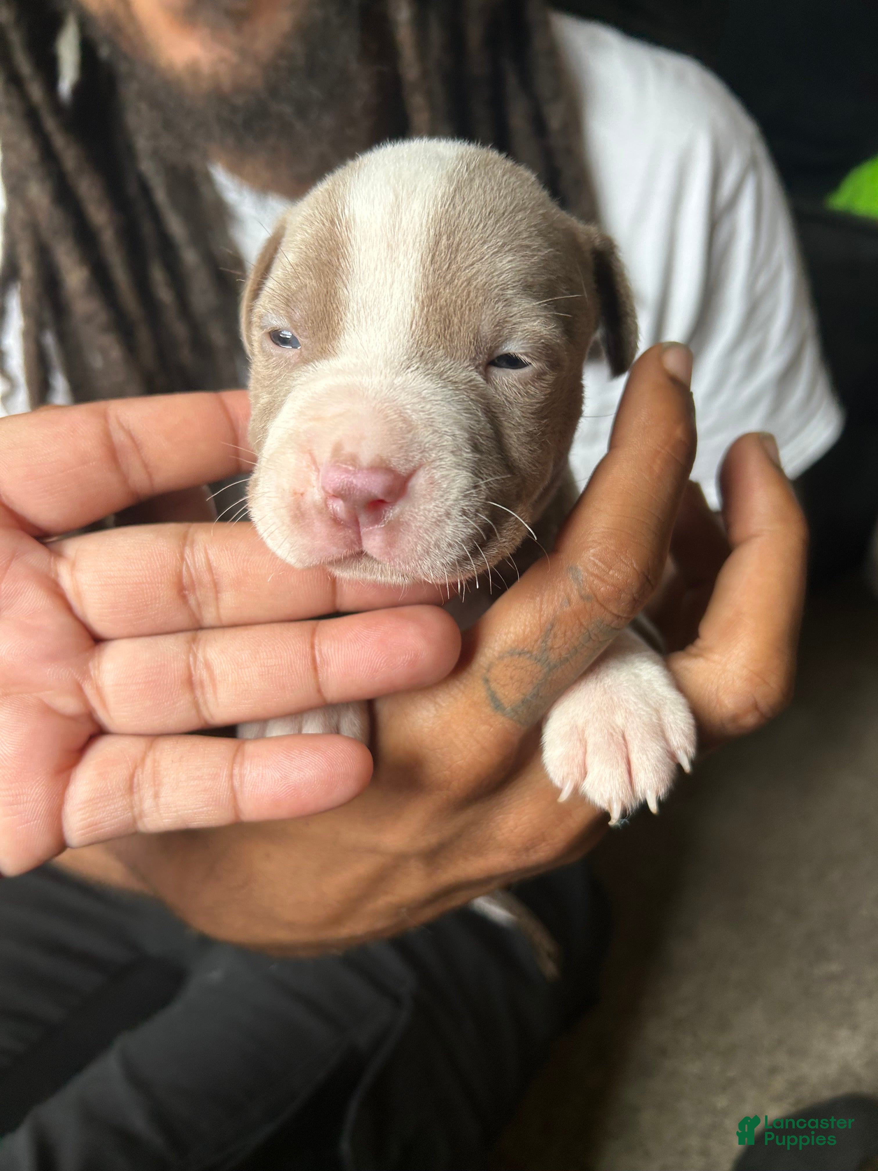 American Pit Bull Terrier dogs American Pit Bull Terrier 3 - Ad 15