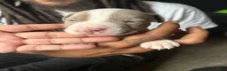American Pit Bull Terrier dogs for sale: American Pit Bull Terrier 3 - Ad 1