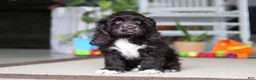 Cocker Spaniel dogs for sale: Oscar - Ad 5