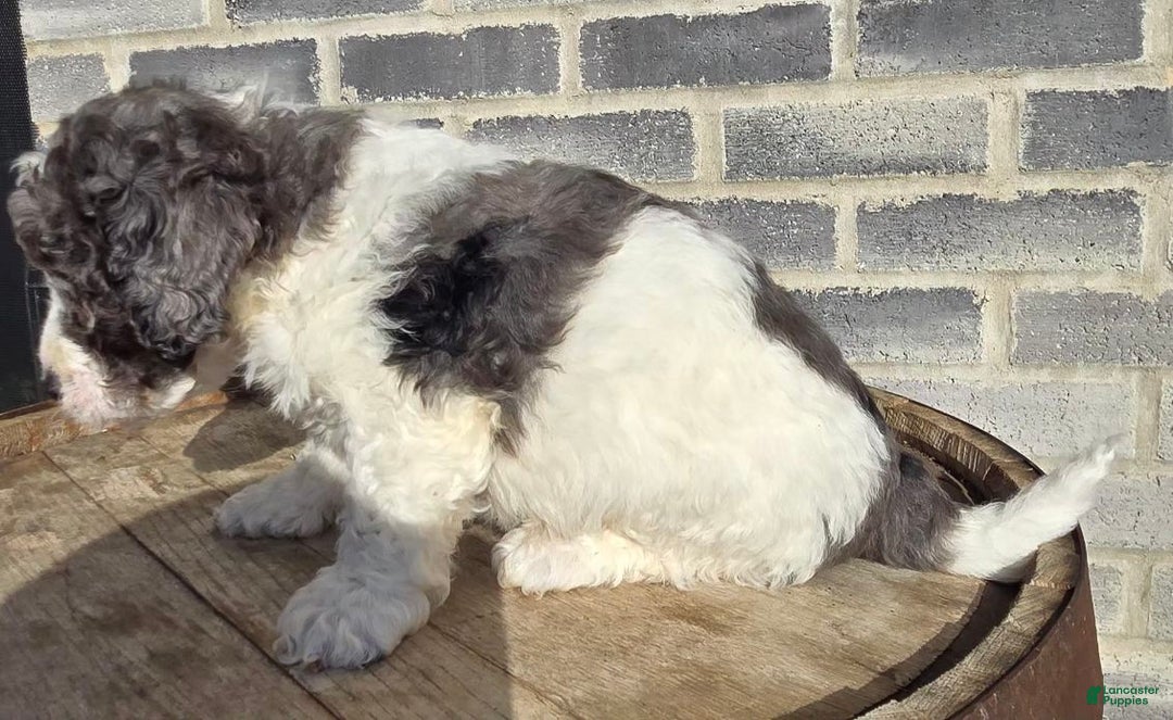 Mini Goldendoodle dogs for sale: Smokey - Ad 6