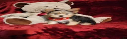 Yorkshire Terrier dogs for sale: POPPY  - Ad 8