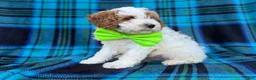 Cavapoo dogs for sale: Dexter  - Ad 6