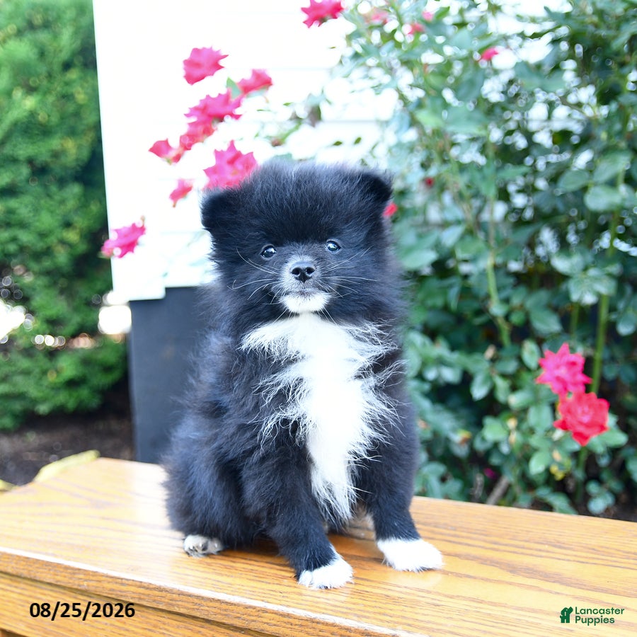 Pomeranian dogs Marky - Ad 1