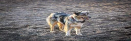 Mixed Breed dogs for sale: Jasper  - Ad 13