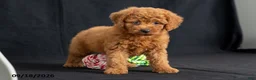 Mini Goldendoodle dogs for sale: Denise - Ad 5