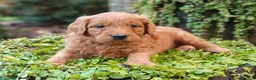 Goldendoodle dogs for sale: Clifford - Ad 4