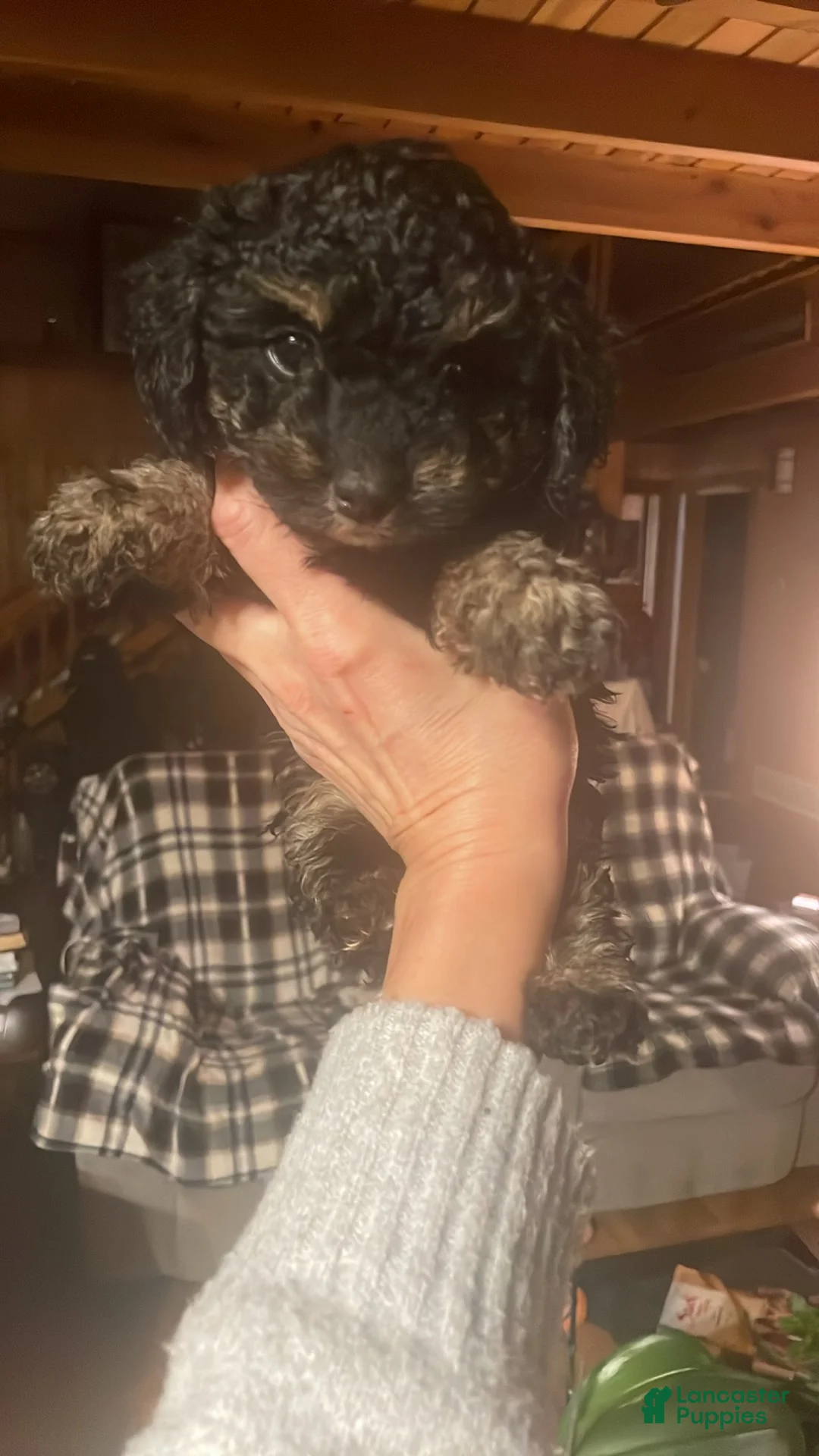 Cavapoo dogs for sale: Matilda - Ad 2