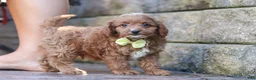 Cavapoo dogs for sale: Justin - Ad 8