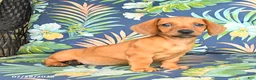 Miniature Dachshund dogs for sale: Jess  - Ad 3
