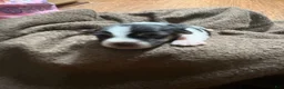 Jack Russell Terrier dogs for sale: Boy 2 - Ad 2
