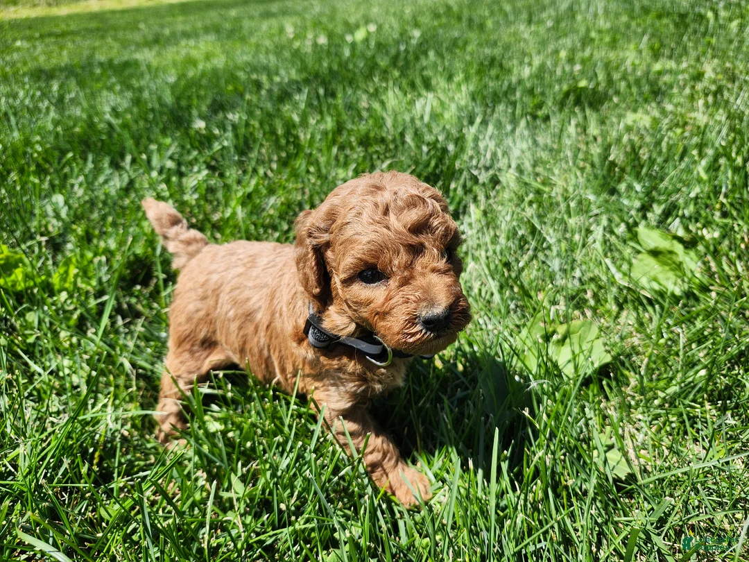 Miniature Poodle dogs for sale: Tulip  - Ad 2