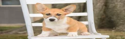 Welsh Corgi Pembroke dogs for sale: Ripley - Ad 2