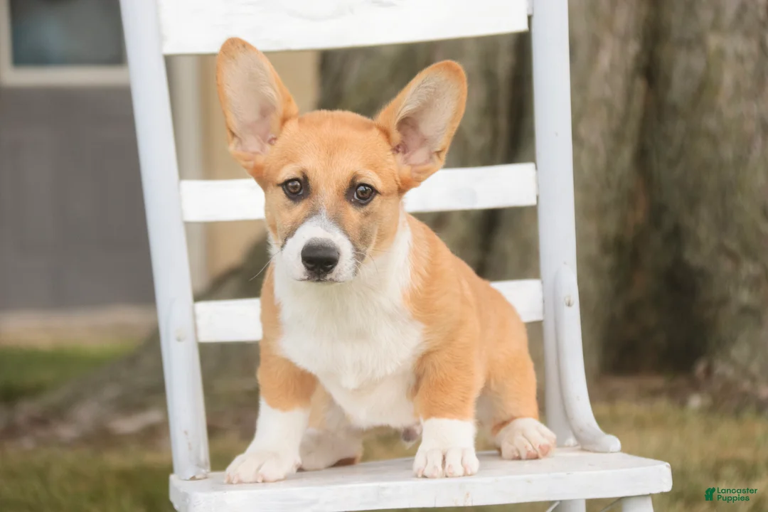 Welsh Corgi Pembroke dogs for sale: Ripley - Ad 2