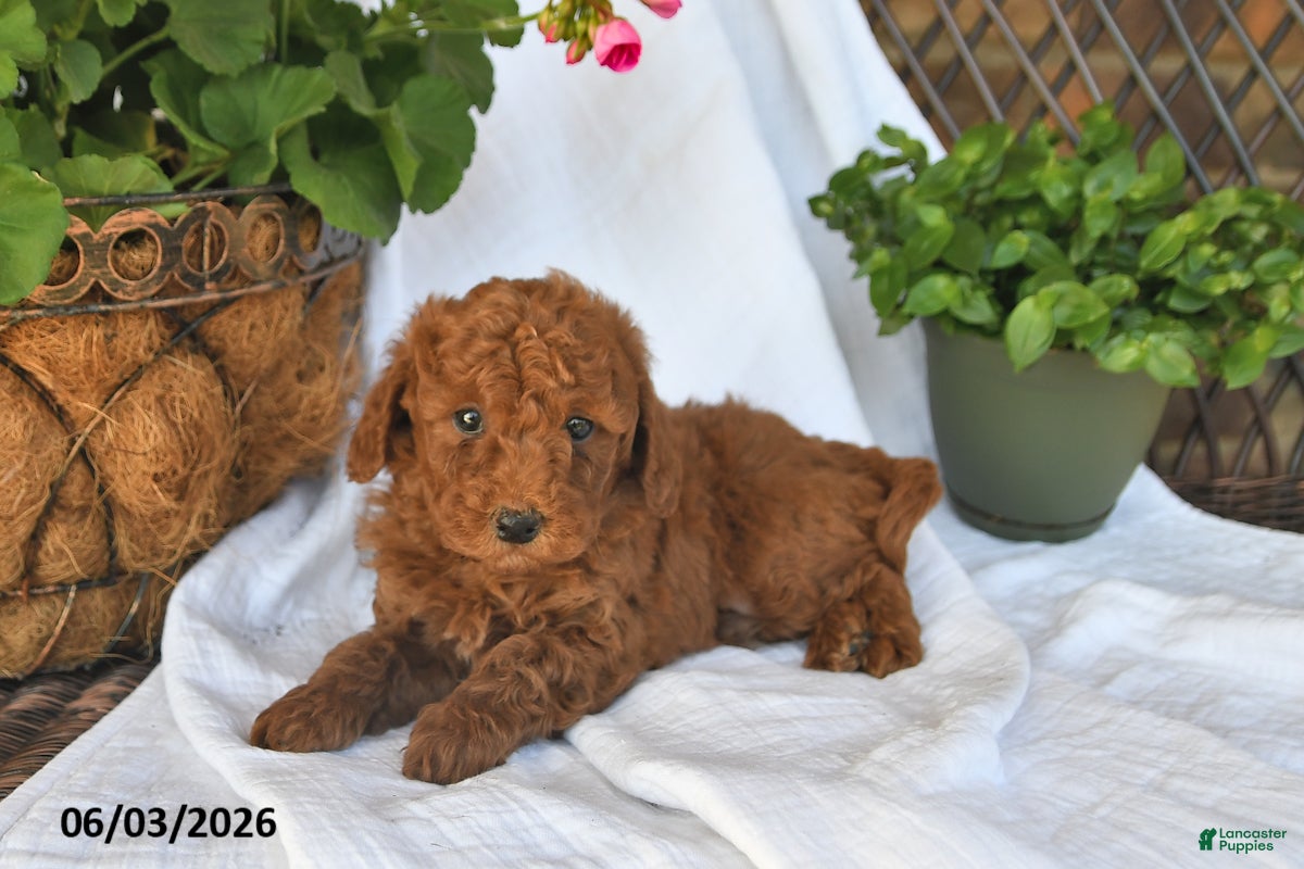 Mini Goldendoodle dogs for sale: Mo - Ad 4