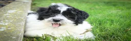 Havanese dogs for sale: Ivan Havanese Puppy  - Ad 10