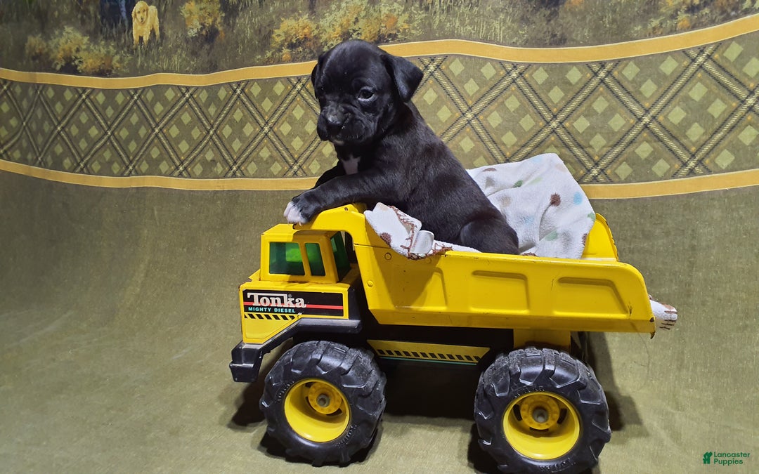 Boxer dogs for sale: Jip -AKC- - Ad 2