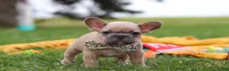 French Bulldog dogs for sale: Layla  - Ad 4