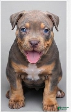 American Bully dogs Carnage  - Ad 1