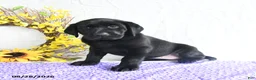 Labrador Retriever dogs for sale: Kami - Ad 3