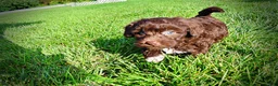 Havapoo dogs for sale: Cookie - Ad 22