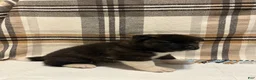 Akita dogs for sale: Donni - Ad 10