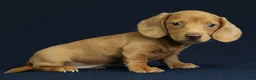 Miniature Dachshund dogs for sale: Maya 🩵 - Ad 7