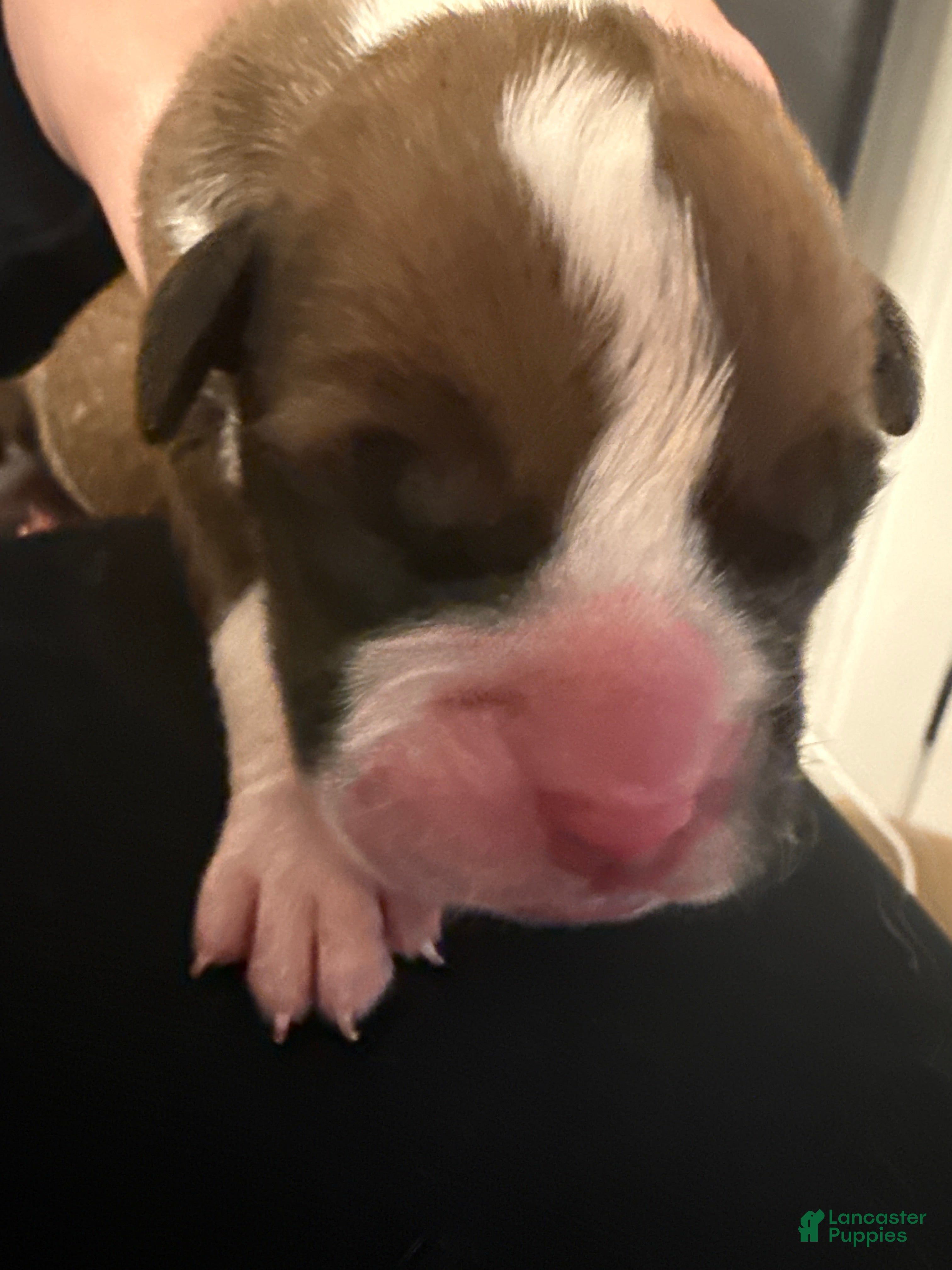 Boxer dogs Cash - Ad 39