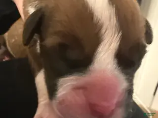 Boxer dogs Cash - Ad 34