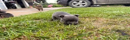 Chihuahua dogs for sale: Chihuahua 1 - Ad 6