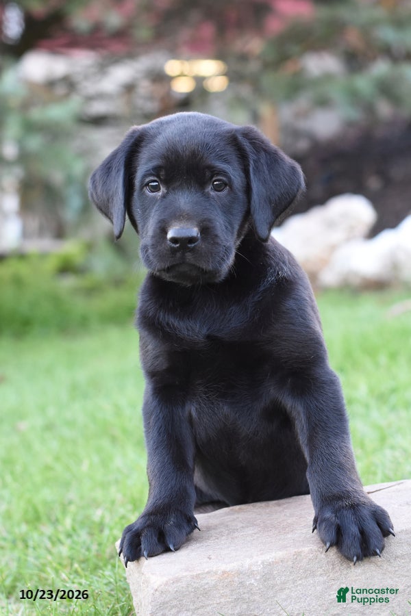 Labrador Retriever dogs for sale: Chance - Ad 1