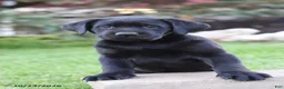 Labrador Retriever dogs for sale: Chance - Ad 1