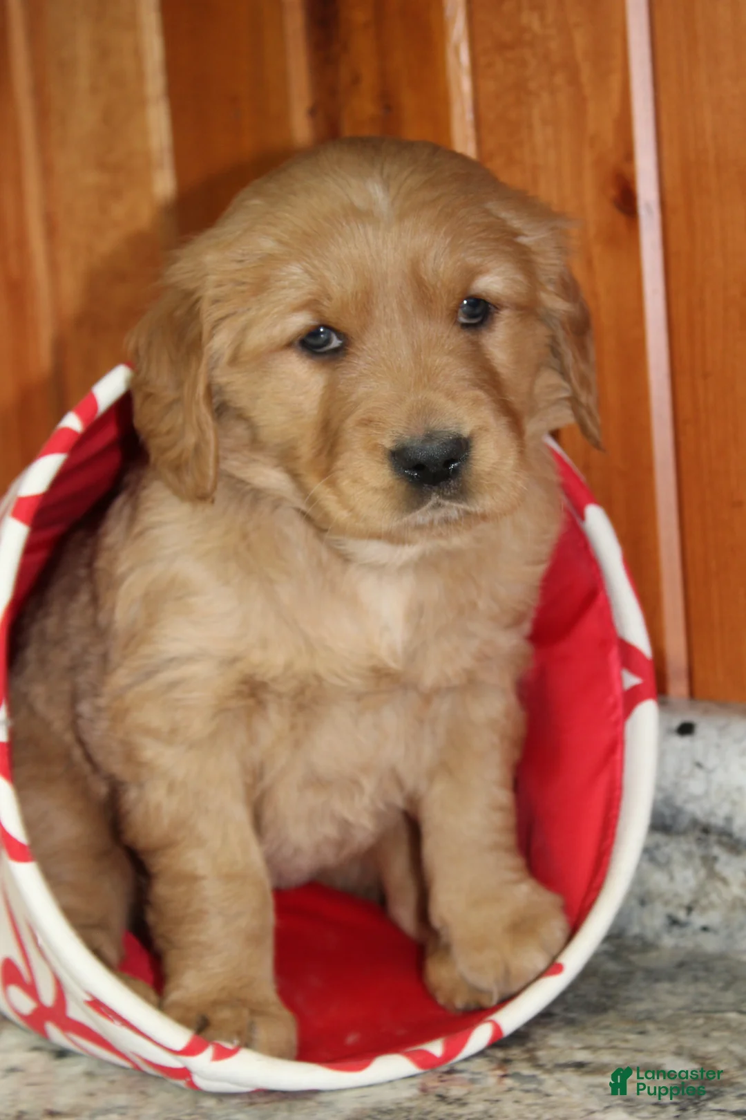 Golden Retriever dogs for sale: Stella - Ad 4
