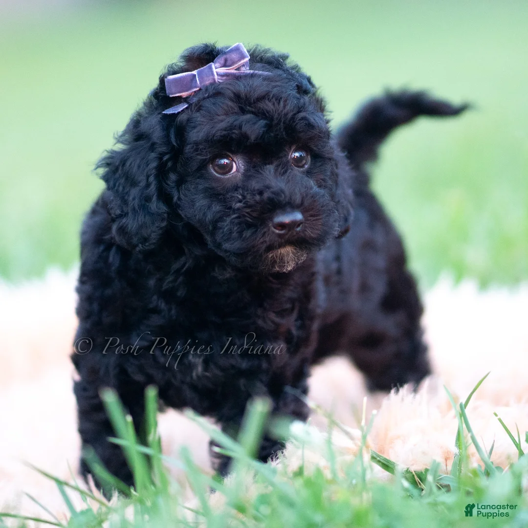 Mini Goldendoodle dogs for sale: Joey - Ad 2