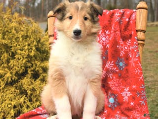 Collie dogs Iris - Ad 6