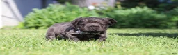 French Bulldog dogs for sale: Abe - Ad 2