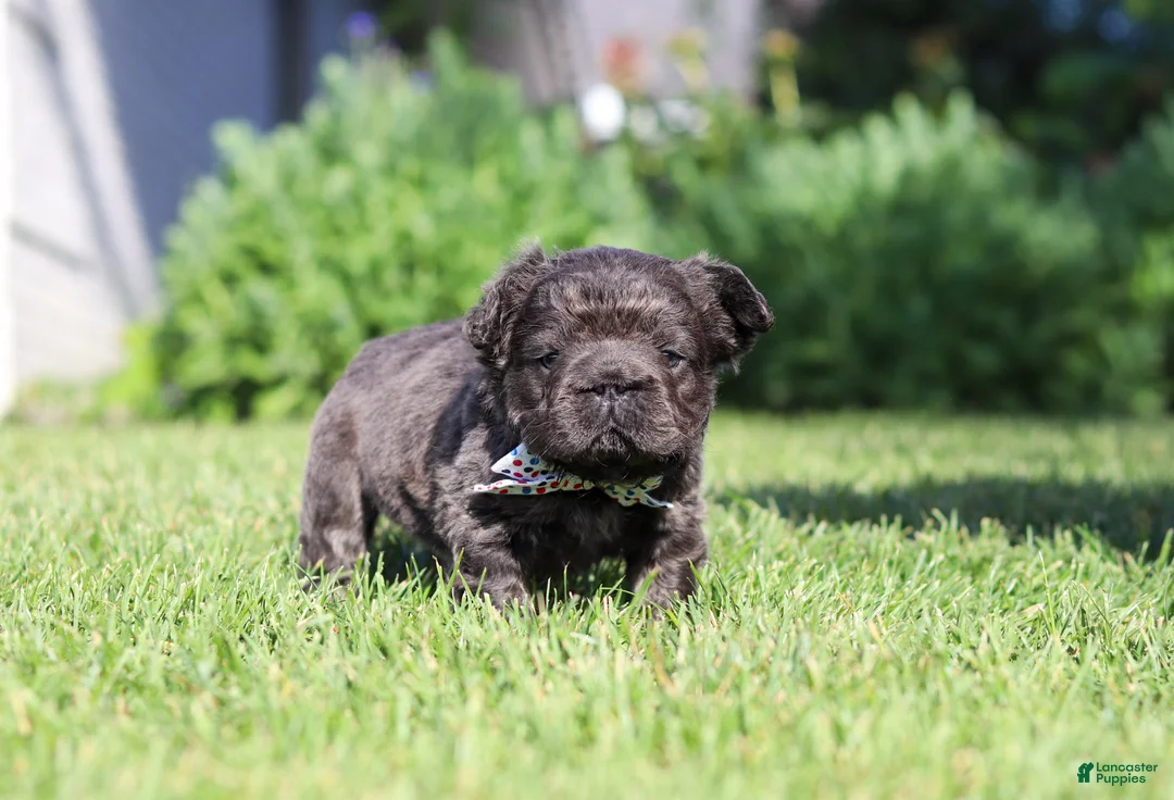 French Bulldog dogs for sale: Abe - Ad 2