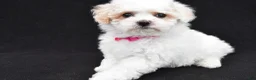 Maltipoo dogs for sale: Ava - Ad 8