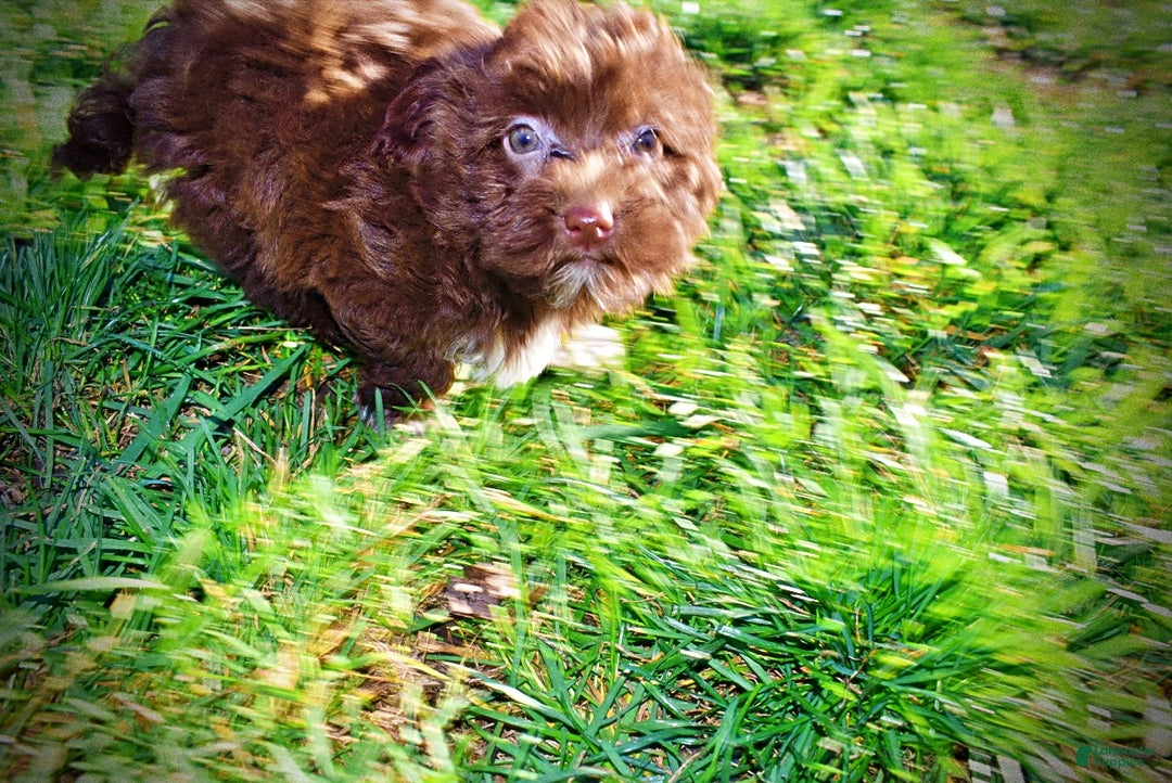 Havapoo dogs for sale: Sassy - Ad 7