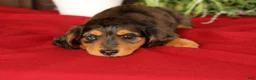 Miniature Dachshund dogs for sale: Thomas - Ad 7