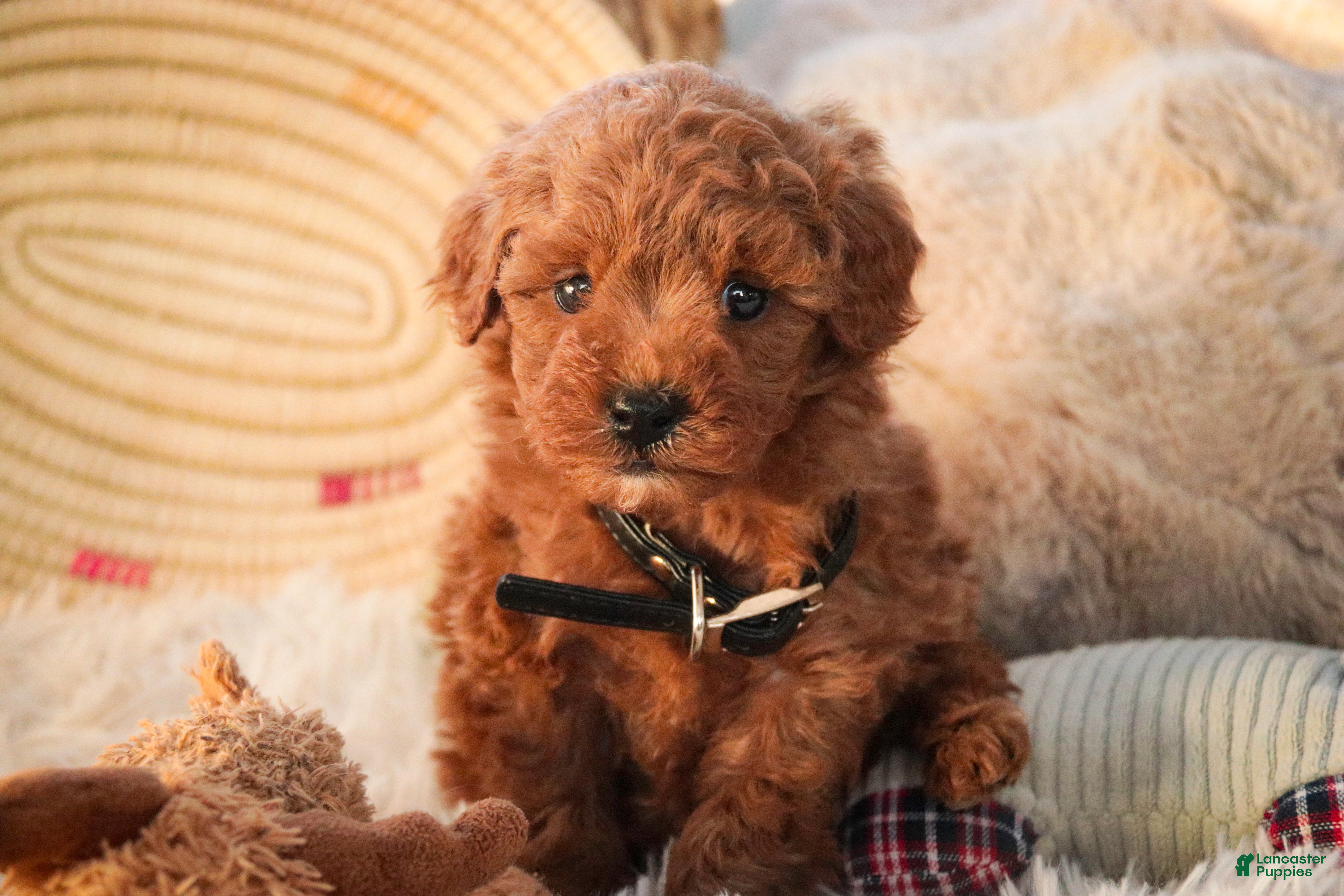 Miniature Poodle dogs Hamilton - Ad 39