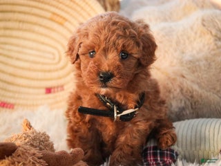 Miniature Poodle dogs Hamilton - Ad 39