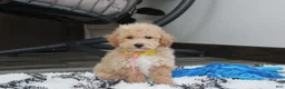 Bichpoo dogs for sale: Rolo - Ad 13